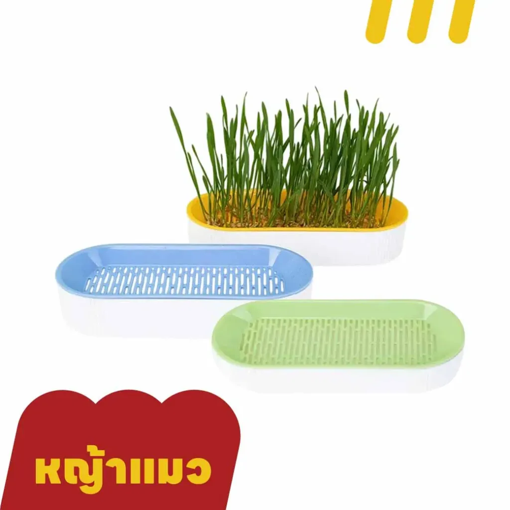 ปลูกหญ้าแมว