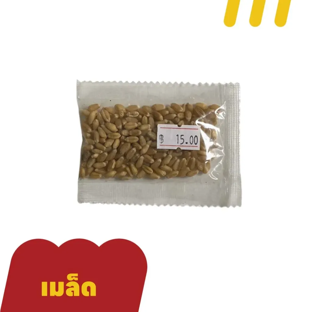 [11-5101-00071] เมล็ดหญ้าแมว